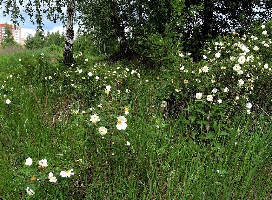 Изображение особи Rosa spinosissima.