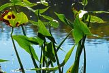 Sagittaria sagittifolia. Листья. Украина, Донецкая обл., окр. Святогорска, р. Северский Донец. 20.09.2011.