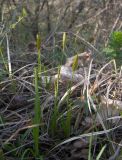 Carex michelii