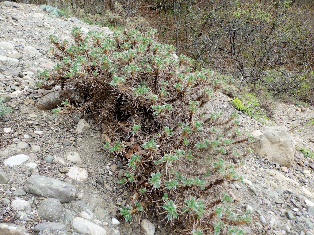 Изображение особи Astragalus arnacantha.