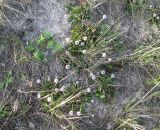 Globularia bisnagarica