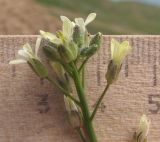 Camelina rumelica. Верхушка соцветия. Краснодарский край, Темрюкский р-н, мыс Железный Рог, обрывистый глинистый приморский склон. 01.05.2015.