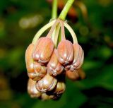 Smilax excelsa