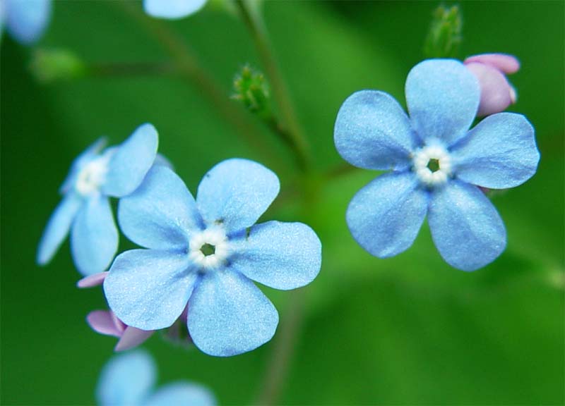 Изображение особи Brunnera macrophylla.