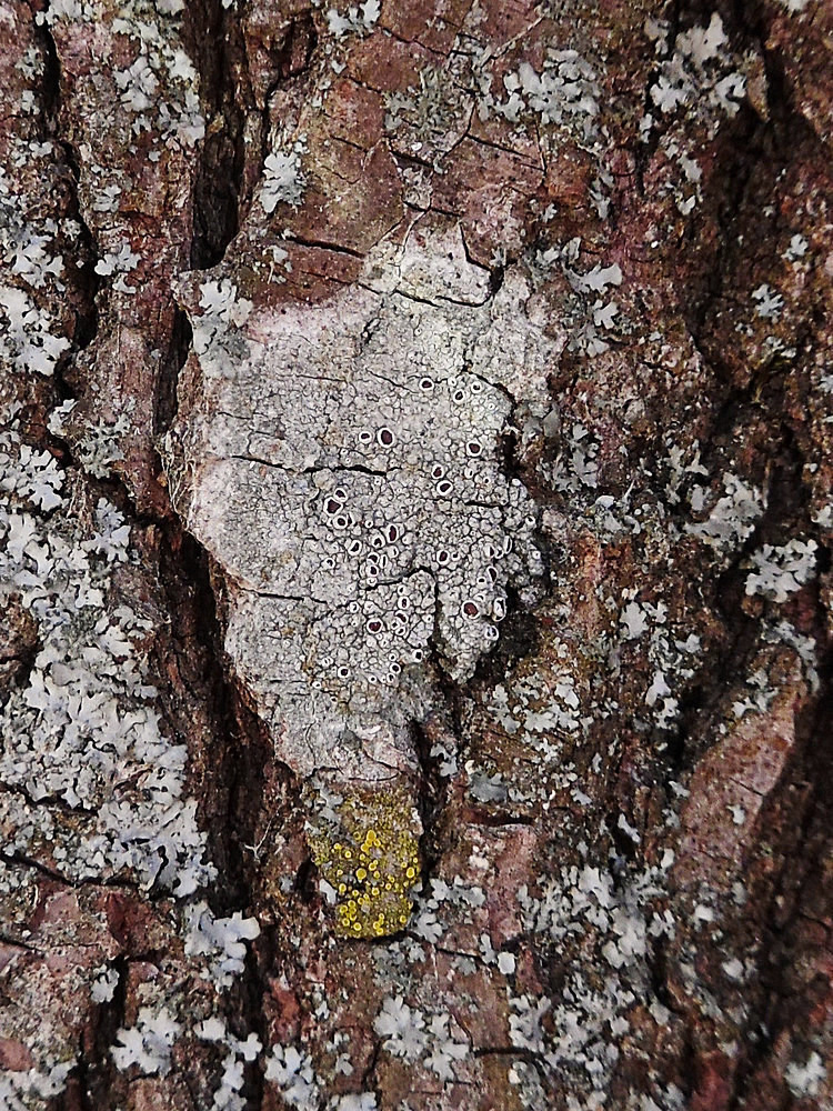 Изображение особи Lecanora allophana.