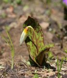 Erythronium caucasicum