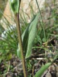 Erigeron caucasicus