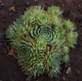 Sempervivum tectorum