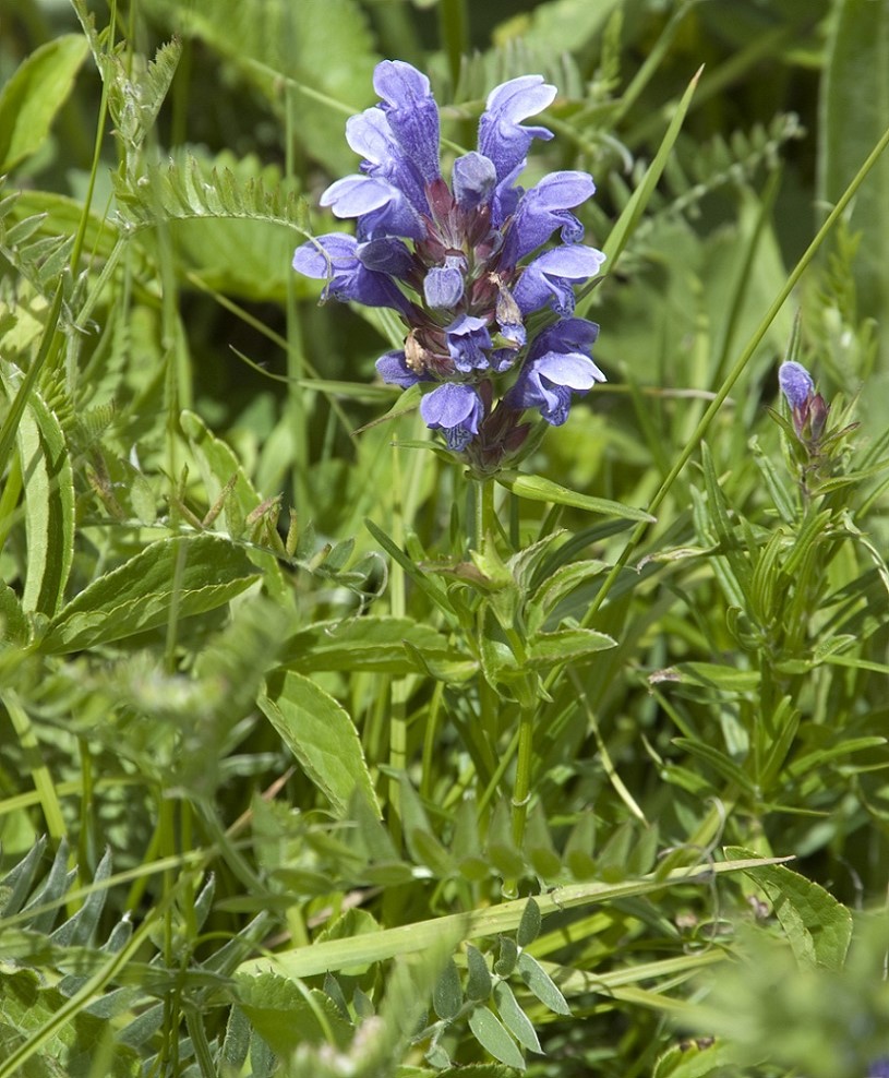 Изображение особи Dracocephalum ruyschiana.