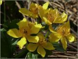 Caltha palustris