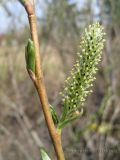 Salix viminalis