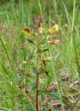 Pedicularis labradorica