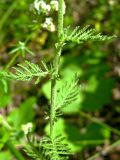 Achillea nobilis