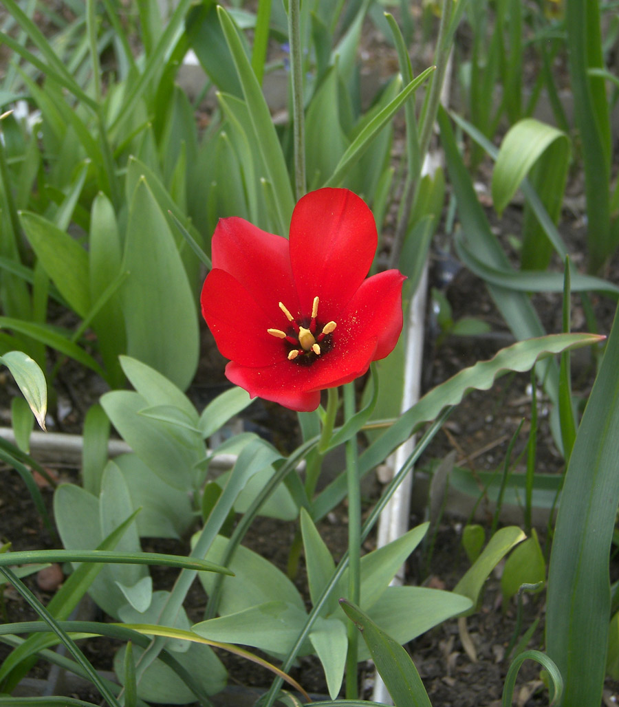 Изображение особи Tulipa montana.