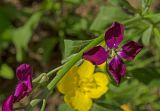 Matthiola incana