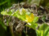 Lysimachia nummularia. Часть побега с цветком и бутонами. Марий Эл, г. Йошкар-Ола, берег р. Малая Кокшага, на камне у береговых зарослей. 19.06.2019.