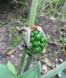 Arisaema elephas