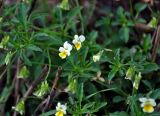 Viola arvensis. Верхушки побегов с цветками и бутонами. Московская обл., гор. округ Озёры, окр. с. Клишино, окраина скошенного поля. 15.09.2019.