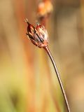 Juncus triglumis