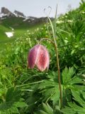 Fritillaria regelii. Верхушка цветущего растения (внизу - листья Geranium?). Таджикистан, р-н Сангвор; Памиро-Алай, Дарвазский хребет, ≈ 2700 м н.у.м., субальпийский луг. 14.06.2019.