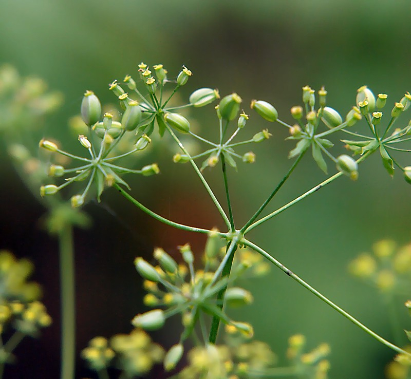 Изображение особи Bupleurum longiradiatum.