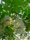 Robinia pseudoacacia