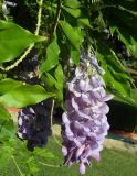 Wisteria sinensis