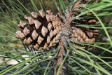 Pinus pallasiana