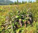 Cirsium helenioides