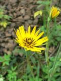 Tragopogon pratensis