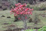 род Rhododendron