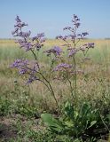 Limonium gmelinii