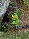 Doronicum altaicum. Верхушка побега с соцветием. Республика Алтай, Кош-Агачский р-н, верховье р. Актру, кедровый лес. 09.07.2022.