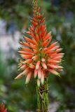 Aloe arborescens