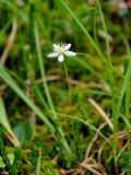 Coptis trifolia. Верхушка цветущего растения. Хабаровский край, р-н им. Полины Осипенко, хр. Дуссе-Алинь, берег оз. Горное, ≈ 1300 м н.у.м., горная тундра. 20.07.2021.