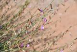 Astragalus sogotensis. Побеги с цветками. Казахстан, Алматинская обл., горы Богуты, подгорная пустыня. 25 мая 2023 г.