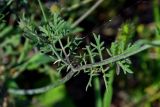 Scabiosa ochroleuca