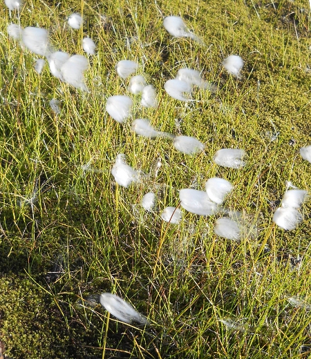 Изображение особи Eriophorum scheuchzeri.