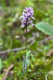 Dactylorhiza fuchsii. Верхушка побега с соцветием. Кольский п-ов, Хибины, влажный берег руч. Кунийок у подножия г. Куэльпорр. 01.08.2012.