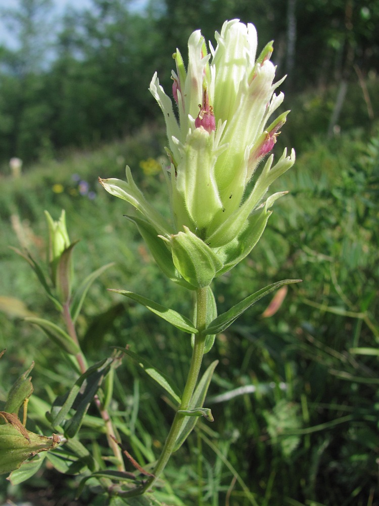 Image of Castilleja pallida specimen.