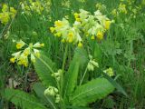 Primula macrocalyx