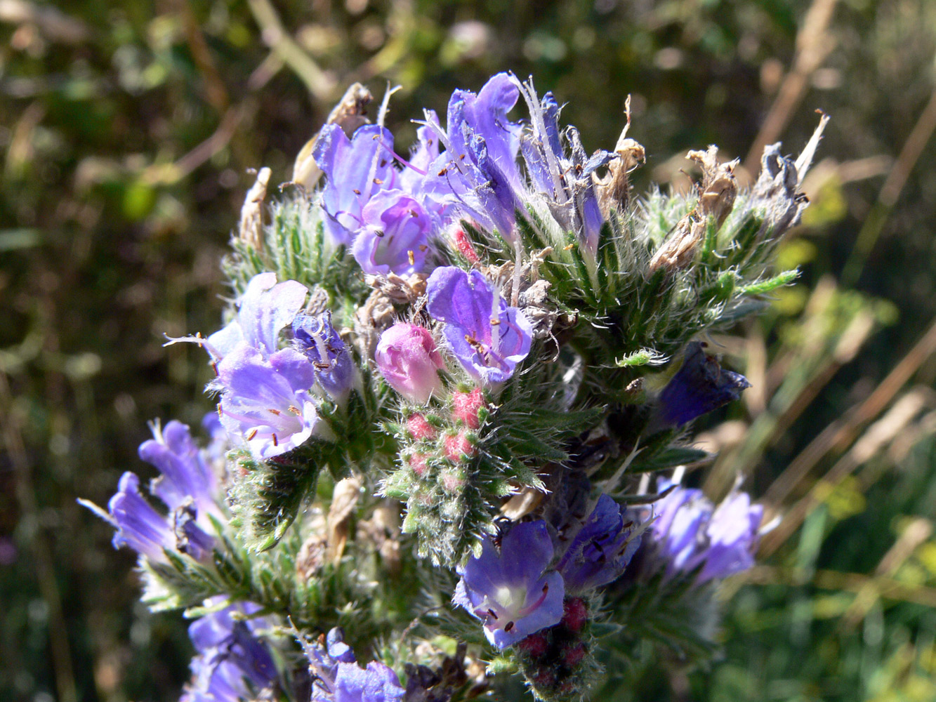 Изображение особи Echium vulgare.