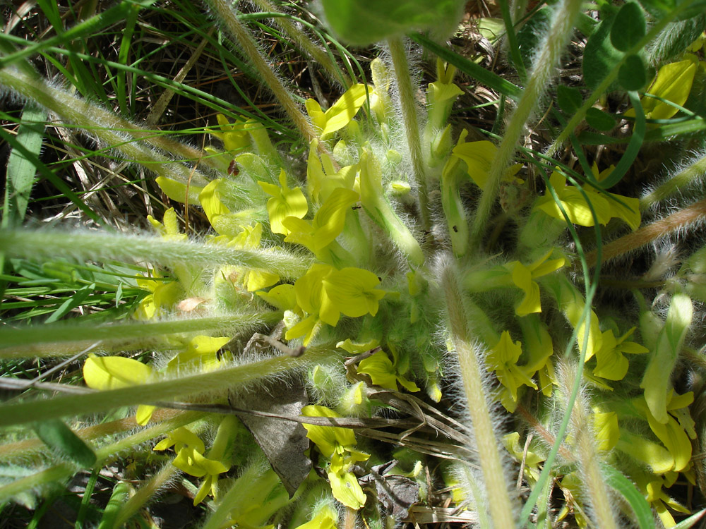 Изображение особи Astragalus pubiflorus.