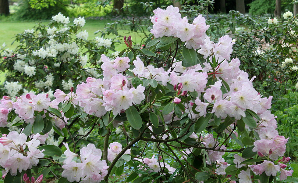 Изображение особи Rhododendron fortunei.