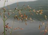 Deschampsia kaschinae
