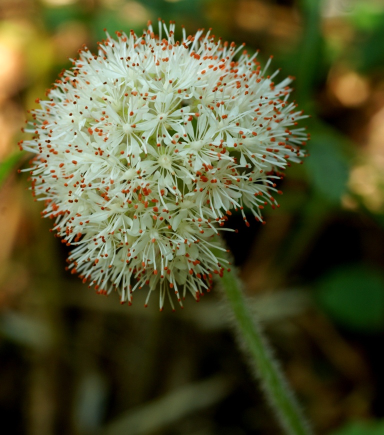 Изображение особи Micranthes manchuriensis.