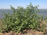 Solanum nigrum
