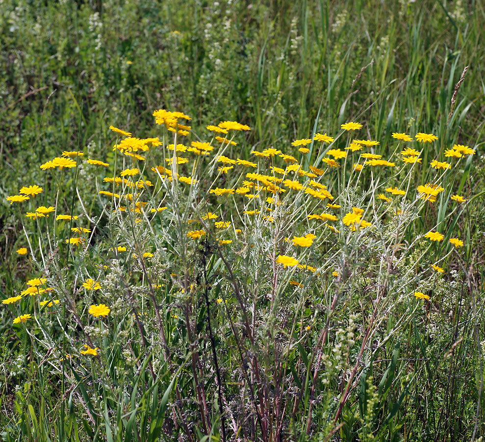 Изображение особи Anthemis tinctoria.