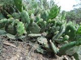 Opuntia humifusa