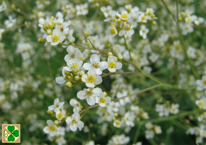 Изображение особи Crambe cordifolia.